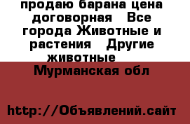 продаю барана цена договорная - Все города Животные и растения » Другие животные   . Мурманская обл.